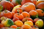 かぼちゃの種類別の名前と特徴！オレンジや白色、バターナッツも仲間？