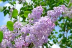 紫や白など色別のライラックの花言葉！花言葉の由来には悲しい物語が